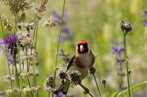 Colorful Distel Finch in Summer  by mateart