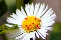 Natural Art Little Red On White Ox-Eye Daisy Flower  by mateart