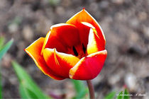 Tulpe, Blume, Macroaufnahme by shark24