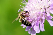 beeauty five - full crash bee into flower von mateart