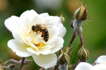 beeauty six - bee on white rose with florals von mateart