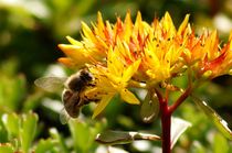 beeauty seven - bee on succulent plant in the sun von mateart