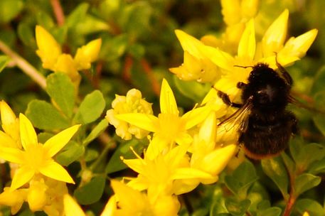 Bumblebee-in-yellow-paradise