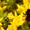Bumblebee-in-yellow-paradise