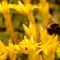 Bumblebee-leaving-yellow-paradise