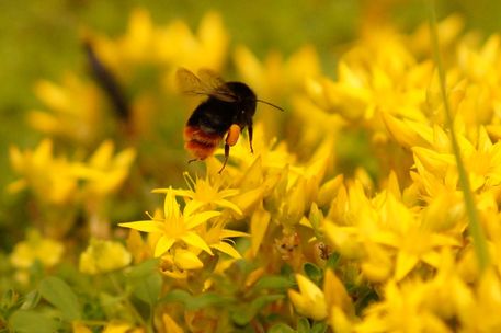 Bumblebee-over-yellow-paradise