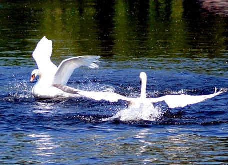Swans-posing