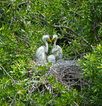 Great Egret Chicks by Louise Heusinkveld