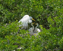 Great Egret with Chicks on the Nest by Louise Heusinkveld