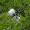 Egret-chicks0401
