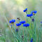 Wildflower-meadow0361