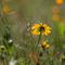 Wildflower-meadow0366