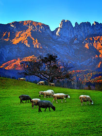 Schafe auf der Weide by ekk lory