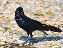 Boat-tailed Grackle by Louise Heusinkveld