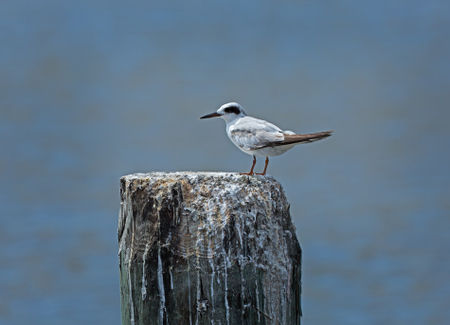 Forsters-tern0396