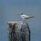 Forsters-tern0396