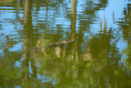Gator-swimming0359