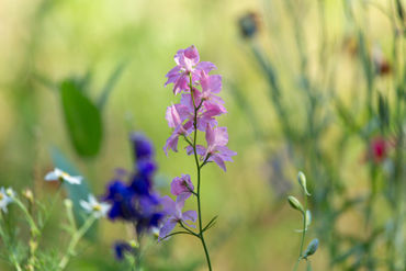 Wildflower-meadow0365
