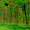 Digital-forest
