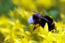 Bumblebee - Close-Up von mateart