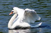 beautiful swan posing von mateart