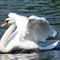 Beautyful-swan
