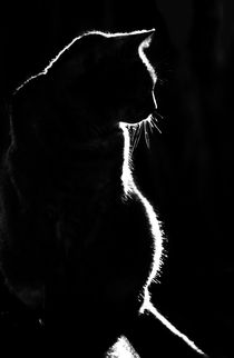 Silhouette of a cat von Sheila Smart