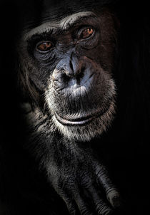 Portrait of a chimpanzee by Sheila Smart