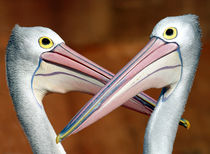 Duelling pelicans von Sheila Smart