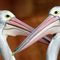 Duelling-pelicans