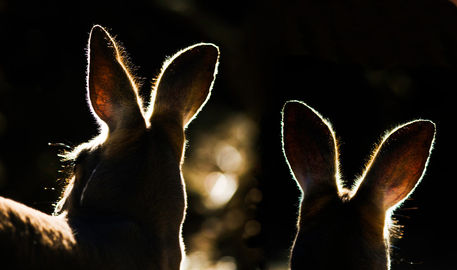 Kangaroos-backlit