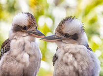 Pair of kookaburras von Sheila Smart