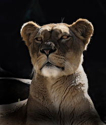 Portrait of a lioness by Sheila Smart
