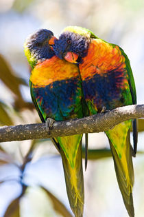 Rainbow lorikeet lovers by Sheila Smart