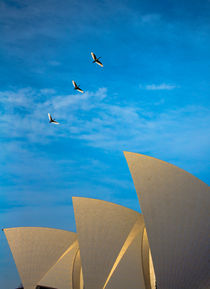 Sydney Opera House with ibis in flight by Sheila Smart