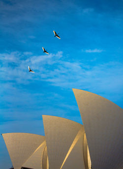 Sacred-ibis-and-sydney-opera-house