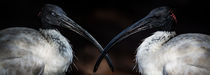 Sacred ibises by Sheila Smart