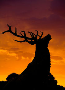 Stag at dawn by Sheila Smart
