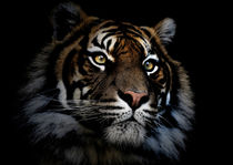 Sumatran tiger  von Sheila Smart