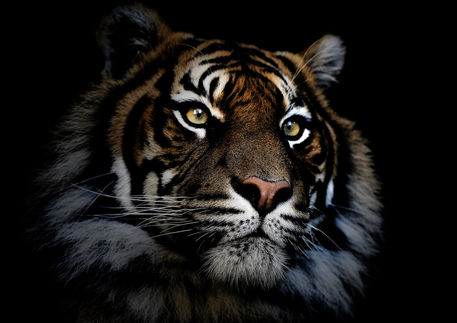 Sumatran-tiger-print