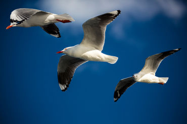 Three-silver-gulls