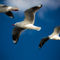 Three-silver-gulls