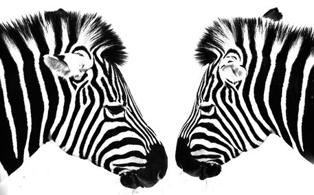 Zebras-rb