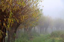 Herbstlandschaft mit Kopfweiden im Nebel 03 by Karina Baumgart