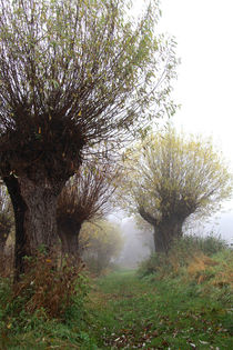 Herbstlandschaft mit Kopfweiden im Nebel 05 von Karina Baumgart