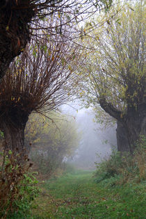 Herbstlandschaft mit Kopfweiden im Nebel 06 by Karina Baumgart