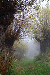 Herbstlandschaft mit Kopfweiden im Nebel 07 von Karina Baumgart