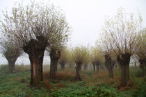 Herbstlandschaft mit Kopfweiden im Nebel 10 by Karina Baumgart