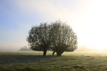 Herbstlandschaft mit Kopfweiden im Nebel 12 von Karina Baumgart
