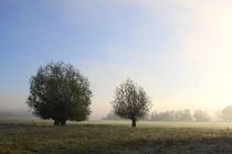 Herbstlandschaft mit Kopfweiden im Nebel 13 by Karina Baumgart